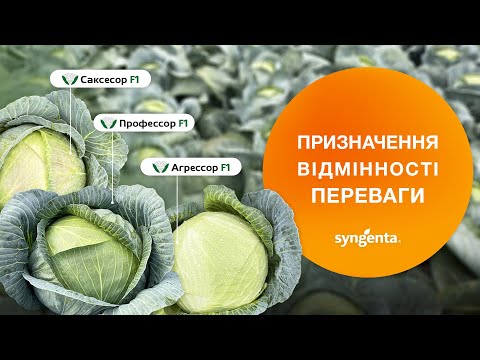 Видео: Капуста Агрессор, Профессор, Саксесор.🥬  Призначення, відмінності та переваги💭