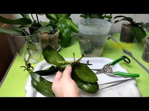 Видео: Пересадка орхидей в керамзит, кокосовые чипсы и на фитиль, для наращивания корней.