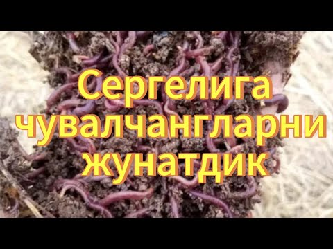 Видео: СЕЗОН ДАВОМ ЭТМОКДА. СИЗ ХАМ БУЮУРТМА БЕРИШИНГИЗ МУМКИН.