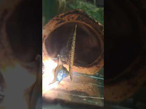 Видео: Днес ще развъждаме анциструси .Малко за сем. Лорикариди