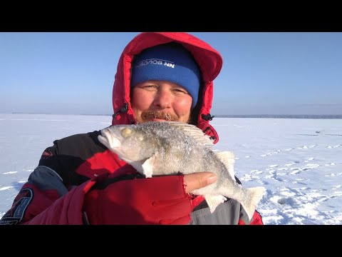 Видео: Искали окуня на водохранилище, нашли в речке. Ловля на балансиры Рыбалюб и мормышки.