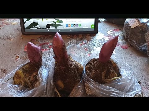 Видео: Мой заказ лилий-гигантов ОТ- гибридов: сорта, цены и разбор луковиц.