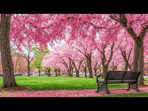 Видео: Нежная расслабляющая музыка для душевного покоя и уюта 🌿 Музыка для отдыха и гармонии #9