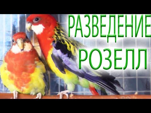 Видео: Разведение попугаев розелл НАЧАЛО повесила домик