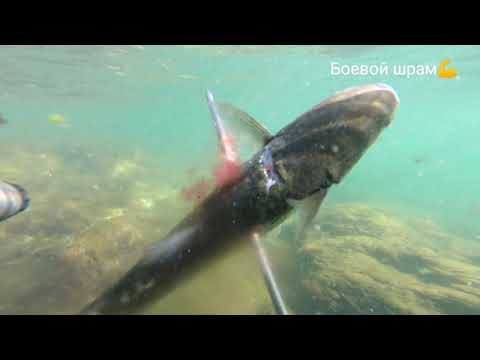 Видео: Жемчужина Мангистау 43 километр. Подводная охота в Каспий