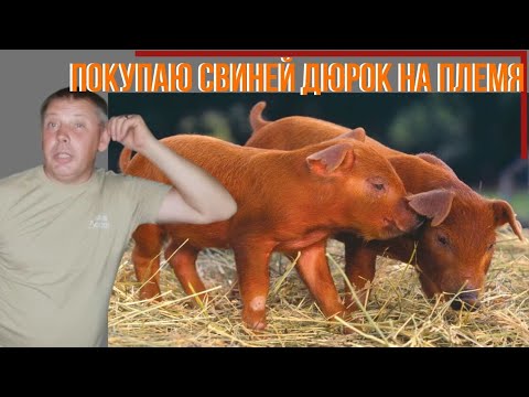 Видео: Как купить племенных свиней породы ДЮРОК?! Мой опыт. "Мое Подворье"