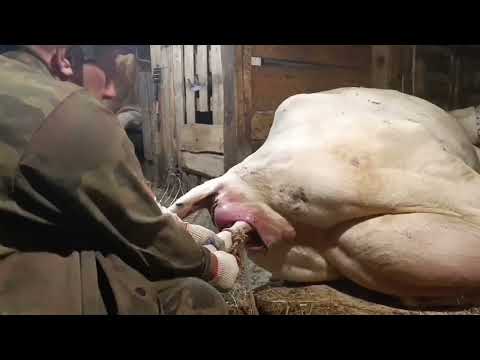 Видео: Маня отелилась! Было тяжело,но мы справились 