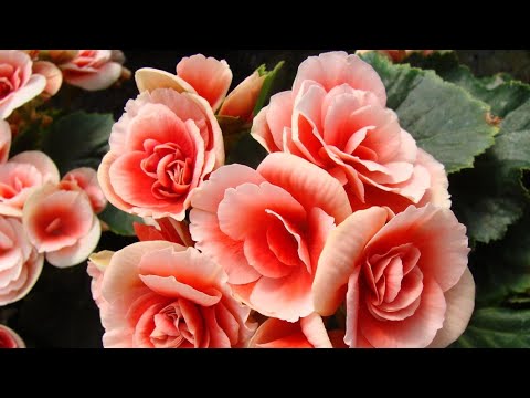 Видео: Бегония элатиор БОРИАС, ставлю листочки на укоренение. Этап 1.