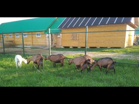 Видео: Лучшие в мире молочные козы