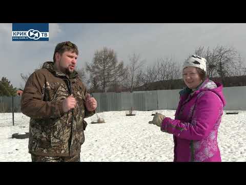 Видео: "Клуб охотников и рыболовов" выпуск 188 Ягдтерьер. Продолжаем рассказ