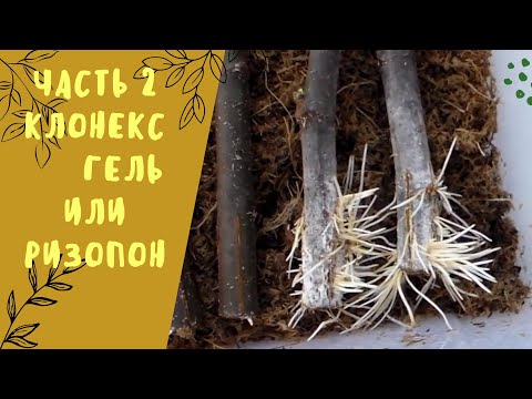 Видео: Часть 2. Клонекс гель или ризопон.