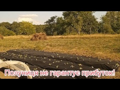 Видео: Чому посадка полуниці влітку краще ніж восени?