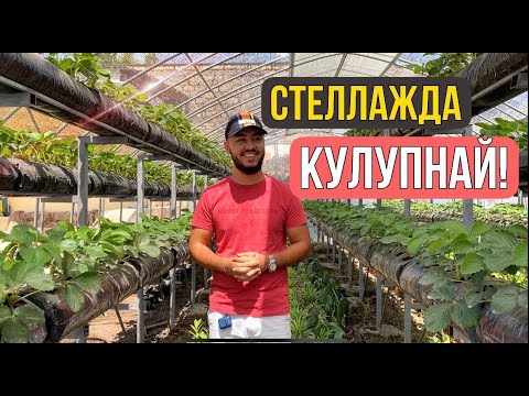 Видео: Стеллажларда кулупнай йетиштириш. Эксклюзив!!!