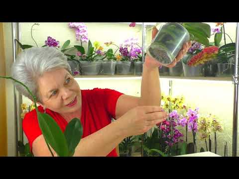 Видео: ПРОСТЕЙШАЯ ПЕРЕСАДКА Орхидеи в керамзит.  Орхидея сама НАРАСТИЛА КОРНИ после покупки в горшке ...