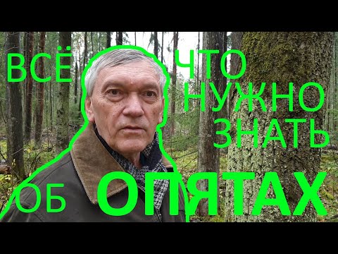 Видео: Опять ОПЯТА! Всё, что нужно знать об этих грибах.