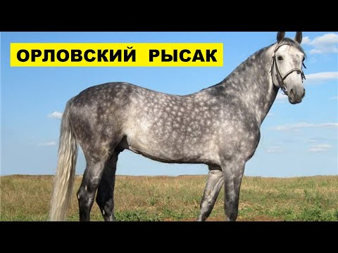 Видео: Лошадь Орловский рысак и её особенности | Коневодство | Порода лошадей Орловский рысак