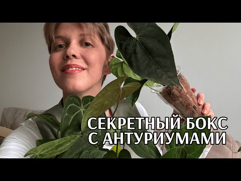 Видео: Распаковка антуриумов из Тайланда | Не знаю, что именно купила