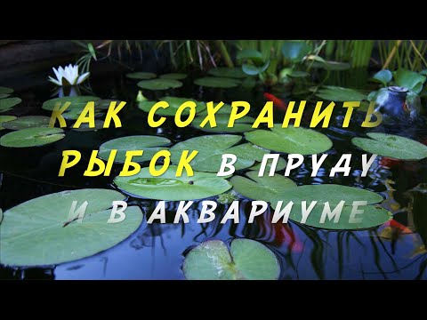 Видео: УХОД за РЫБКАМИ /в ПРУДУ и АКВАРИУМЕ