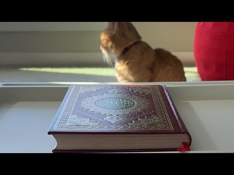 Видео: Daniella Дана Yussupbek is live!