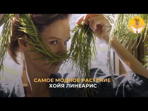 Видео: Самое модное растение — хойя Линеарис
