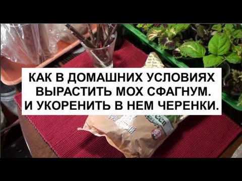 Видео: Как в домашних условиях вырастить мох сфагнум. И укоренить в нем черенки.