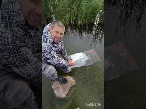 Видео: Запуск кои премиум-класса с коифермы в пруд. 