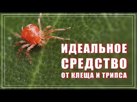 Видео: Лучшее средство от клещей и трипсов. ОБЕРОН РАПИД для фиалок.