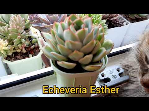 Видео: Суккуленты.Виды.Рубрика "было-стало".Часть 1.