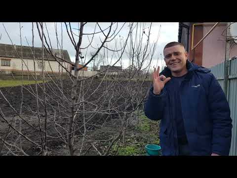 Видео: Як правильно обрізати Яблуні,детальна обрізка
