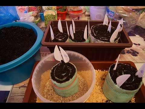 Видео: ТОМАТЫ  Засыпаем ЗЕМЛЮ в УЛИТКИ  ЧАСТЬ 2