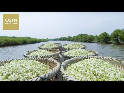 Видео: Чай - история одного листа Серия 6 Чашка чая - мир чувств Часть 1 [Age0+]