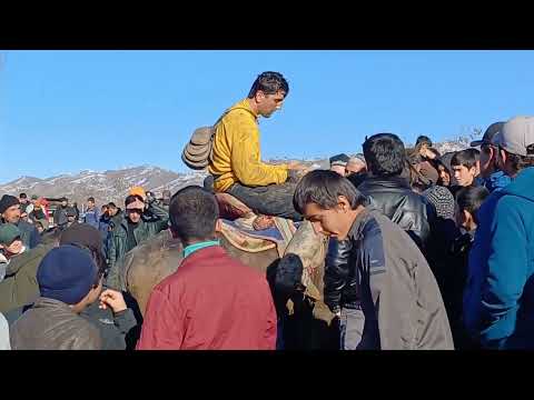 Видео: БУЗКШИ ХОВАЛИНГ 12.01.2025