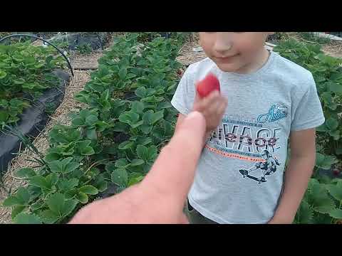 Видео: Полуниця Верді, найсмачніший для мене