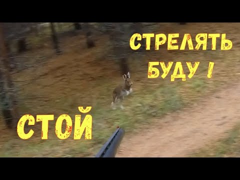 Видео: Охота на зайца 29.09.2024