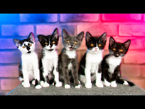 Видео: Мы приготовили большие подарки для "беременной" кошки и подросших котят / SANI vlog