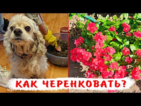 Видео: 7 причин черенковать катарантусы! Все тонкости черенкования катарантусов