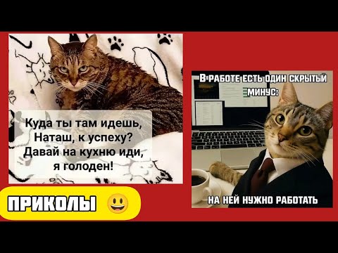 Видео: Сытый котик -путь к успеху смешные приколы веселые картинки 🤣