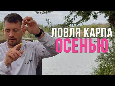 Видео: Как поймать много карпа осенью? Карпфишинг 2025