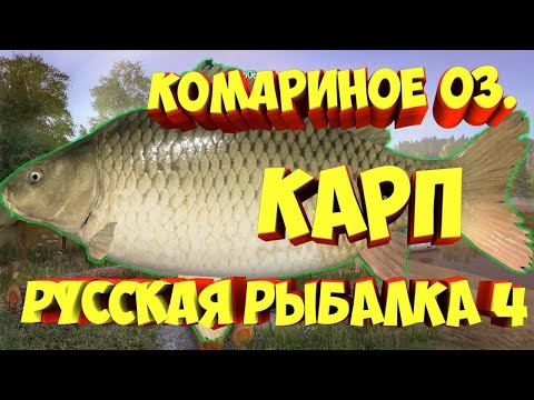 Видео: 🐟Место для ловли Карпа, Русская Рыбалка 4