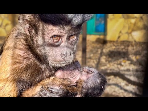 Видео: Новорожденный малыш капуцина ПРЕКРАСНО КУШАЕТ и за ним УХАЖИВАЕТ ВСЯ СТАЯ! 