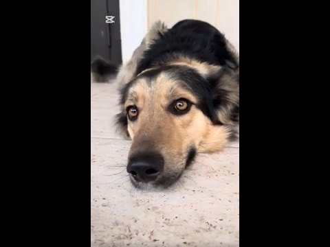 Видео: Склонный к побегу- 2
