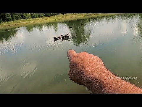 Видео: Пруд без коряг - не пруд. Укрытие для рыбы