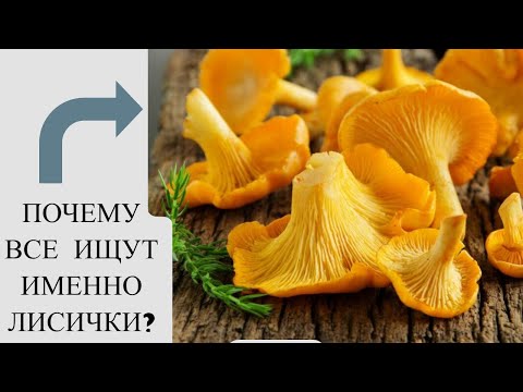 Видео: Вот почему грибы лисички — самые ценные грибы на Земле! 🌍