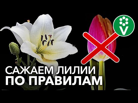 Видео: НЕ САЖАЙТЕ ЛИЛИИ РЯДОМ С ТЮЛЬПАНАМИ! И другие важные моменты при посадке лилий осенью