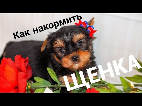 Видео: Чем кормить щенка / Как накормить щенка / Щенок йорка