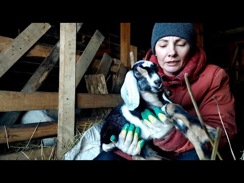 Видео: Рогатый,или камолый козлёнок.Обезрожила Шоколадку.Ужасы какие.Коза умерла от инсульта