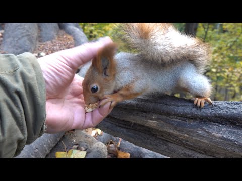 Видео: Зарисовка с незнакомыми белками / A sketch with unfamiliar squirrels