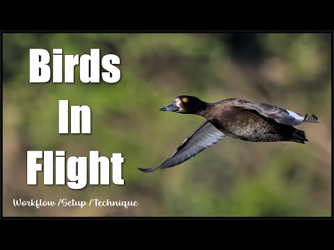Видео: Идеальный способ получить сверхчеткие фотографии птиц в полете.