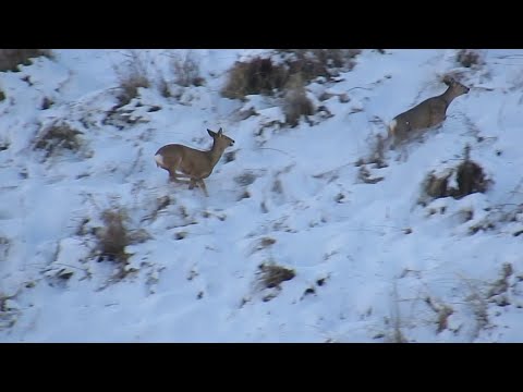 Видео: Охота с подхода на сибирскую косулю добор подранка