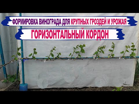 Видео: 🍇 Горизонтальный кордон. Самая МОЩНАЯ ФОРМИРОВКА ВИНОГРАДА для КРУПНЫХ гроздей и ОГРОМНОГО урожая.